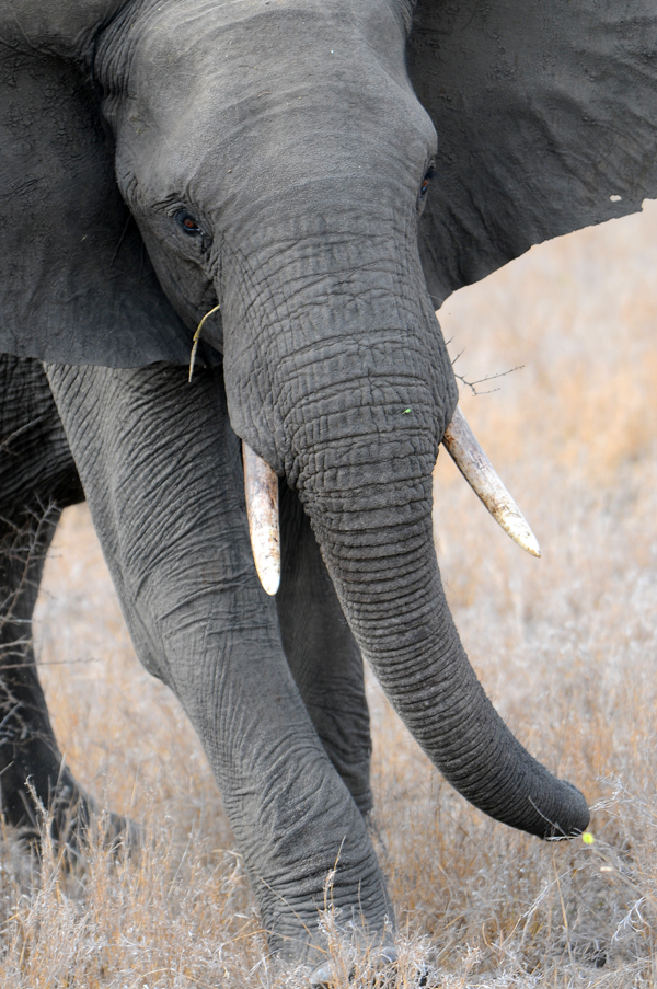 African Bull Elephant, Kruger Concession, South Africa © Doug Kim