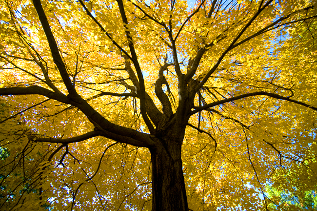 October, Central Park; Nikon D300, 12-24mm Nikkor © Doug Kim