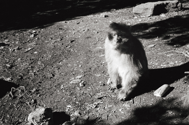 Barbary Macaque Monkeys, Middle Atlas Mountains, Morocco; Leica MP 0.58, 35mm Summicron, Kodak Tri-X © Doug Kim