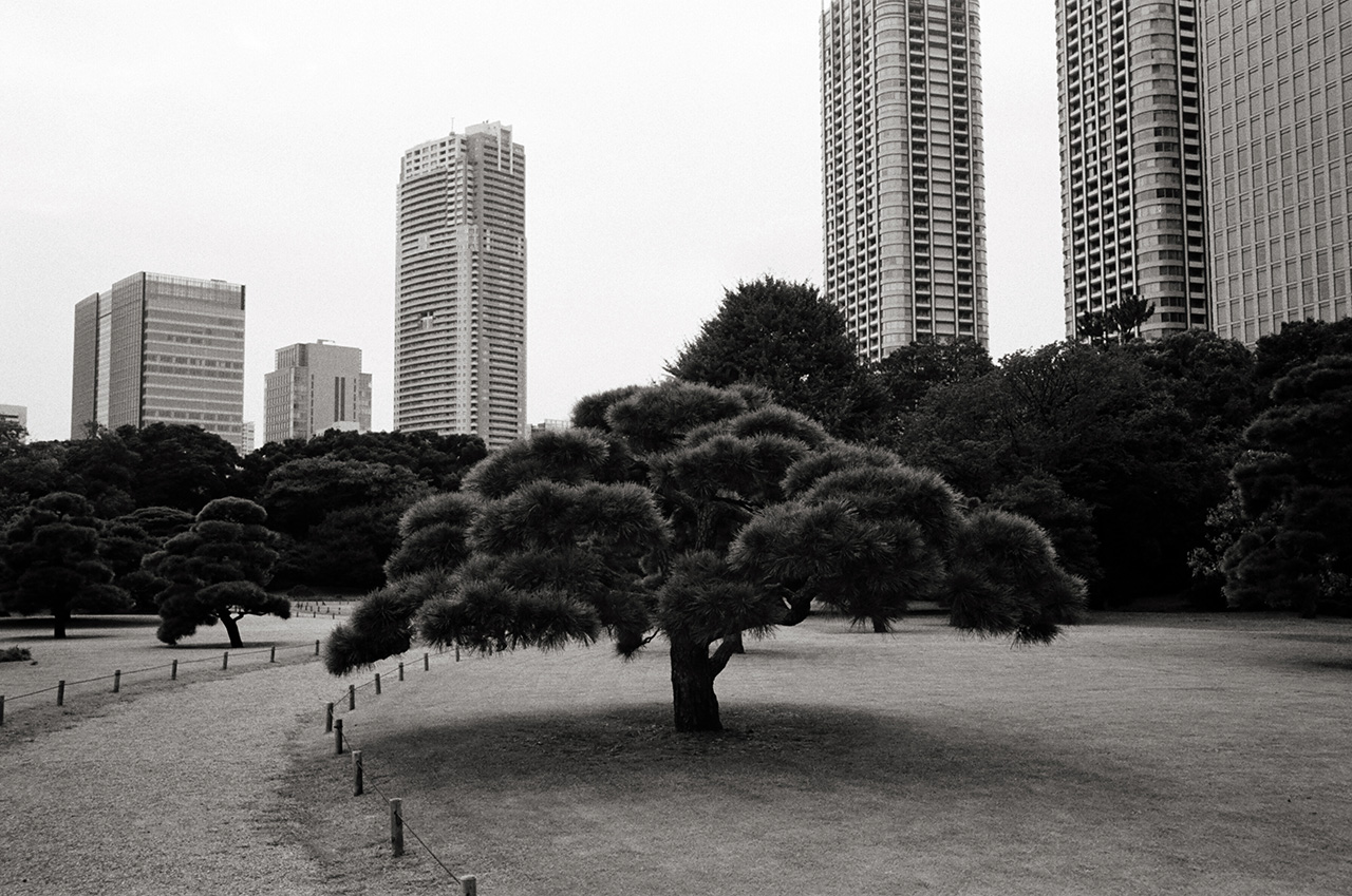 Kokyo Gaien National Garden, Chiyoda, Tokyo, Japan; Leica MP 0.58, 35mm Summicron, Kodak Tri-X © Doug Kim