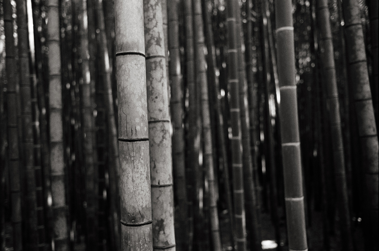  Arashiyama Bamboo Grove, Kyoto, Japan; Leica MP 0.58, 35mm Summicron, Kodak Tri-X © Doug Kim